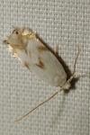 Pseudopostega crepusculella