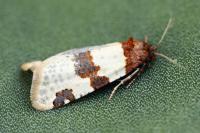 Periclepsis cinctana