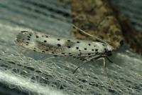 Yponomeuta irrorella