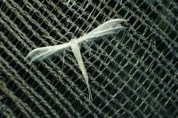 Pterophorus pentadactylus