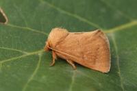 Hoyosia codeti