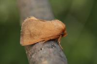 Hoyosia codeti