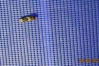 Epiblema foenella