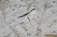 Pterophorus pentadactylus