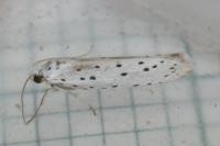 Yponomeuta