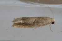 Eucosma conterminana