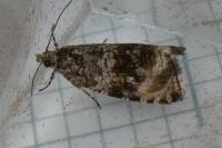 Celypha lacunana