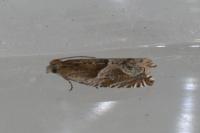 Ancylis comptana