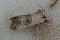 Pontoturania posterana