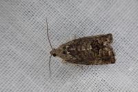 Cydia splendana