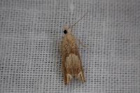 Eucosma conterminana