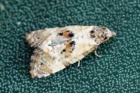 Neocochylis molliculana