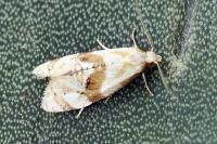 Gynnidomorpha luridana