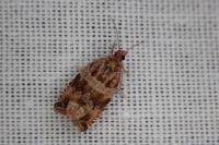 Celypha cespitana