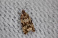 Celypha cespitana