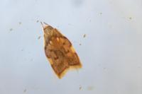 Carcina quercana