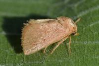 Hoyosia codeti