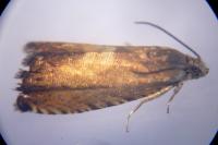 Pammene aurita