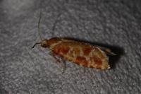 Rhyacionia pinicolana