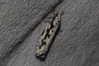 Ethmia pusiella/candidella