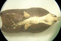 Acleris cristana
