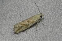 Thiodia citrana