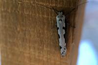 Ethmia bipunctella