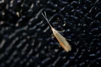Coleophora