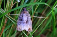 Archips xylosteana