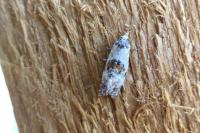 Neocochylis molliculana