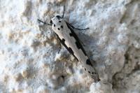 Ethmia bipunctella