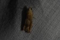 Eucosma conterminana
