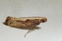 Acrolepiopsis vesperella