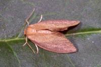 Heterogenea asella