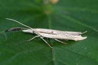 Ypsolopha mucronella