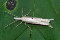 Ypsolopha mucronella