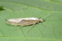 Ypsolopha dentella