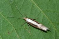 Ypsolopha dentella