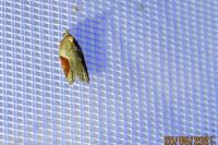 Acleris laterana