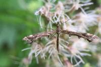 Amblyptilia punctidactyla