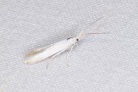 Coleophora kuehnella