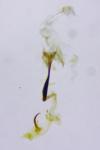 Coleophora kuehnella