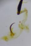 Coleophora kuehnella