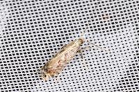 Parornix torquillella