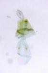 Parornix torquillella