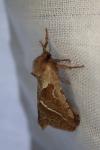 Triodia sylvina