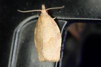 Pandemis heparana