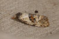 Neocochylis molliculana