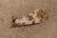 Neocochylis molliculana