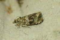 Celypha lacunana